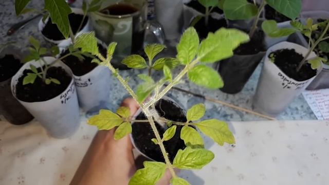 Зачем мне биогумус или Просто волшебство смотреть онлайн