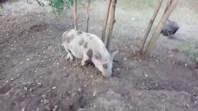 Просто захотелось почесаться???Минипиги, минипиг, микропиги, микропиг, minipig, micropig, Рязань смотреть онлайн