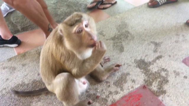 ДИКИЕ ОБЕЗЬЯНЫ, КОРМИМ С РУК! Остров Пхукет в Таиланде, Большой Будда. ДРАКА ОБЕЗЬЯН. Апрель 2019 г смотреть онлайн