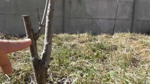 Обрезка однолетней черешни. Варианты обрезки. Как сформировать крону