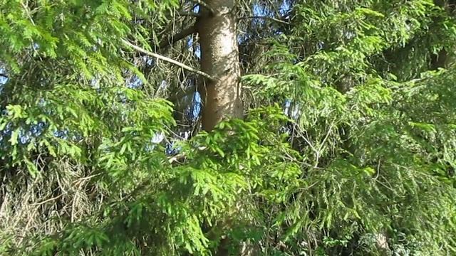 Зачем мы собираем шишки смотреть онлайн