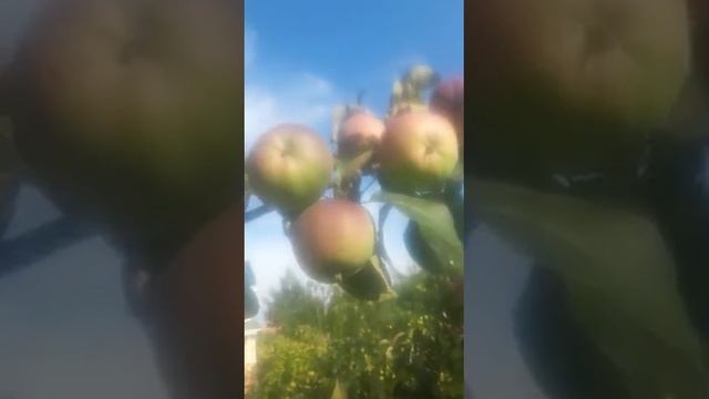 Яблоня Антей смотреть онлайн