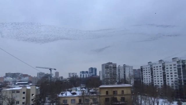Стая птиц над Москвой a flock of birds over Moscow смотреть онлайн
