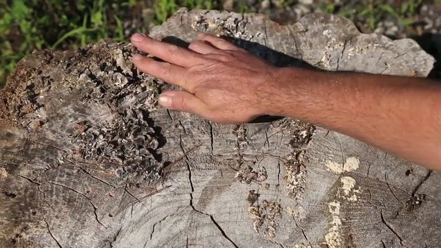 Wood Prints with Bryan Nash Gill ⎢American Made Series ⎢ Martha Stewart смотреть онлайн