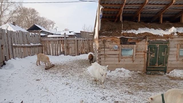 Стоит ли ставить уколы козам? Как выпаивать козлят? смотреть онлайн