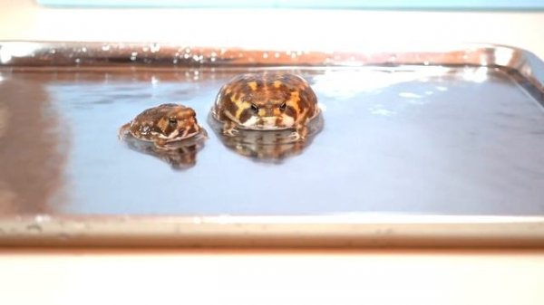 Rain frogs, wake up. Cute assortment ?2