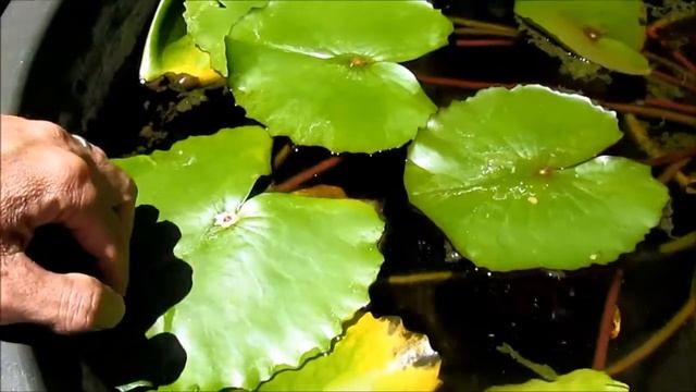 Viviparous Tropical Water Lilies: Protect Baby Plant With Another Leaf смотреть онлайн