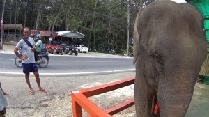 СЛОНЫ НА ПХУКЕТЕ / СЛОНОВЬЯ ФЕРМА НА ПХУКЕТЕ
