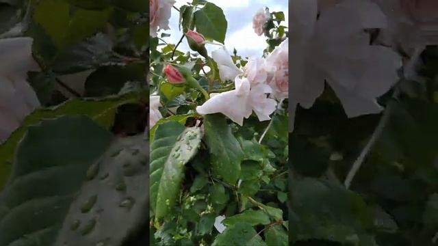 Роуз Де Толбиак - изумительная красотка! смотреть онлайн