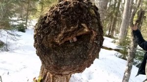 КАК ДОРОГО ПРОДАТЬ   СУВЕЛЬ И КАП БЕРЕЗОВЫЙ ?