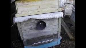 как определить начало воровства у пчел на пасеке ?