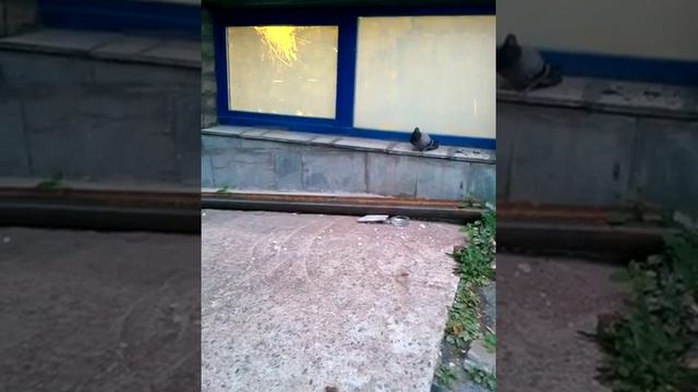 Толян смог или прогресс раненого голубя!! смотреть онлайн