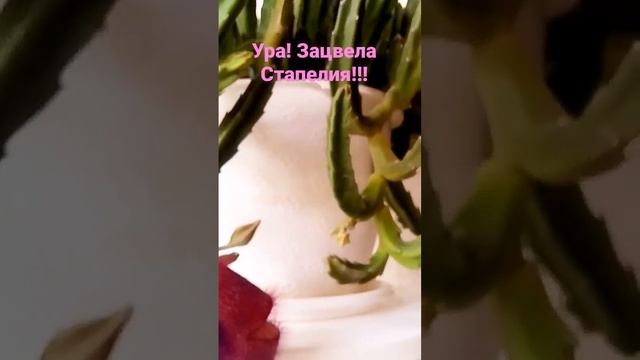Посмотрите! Зацвела Стапелия - кактус без колючек! смотреть онлайн