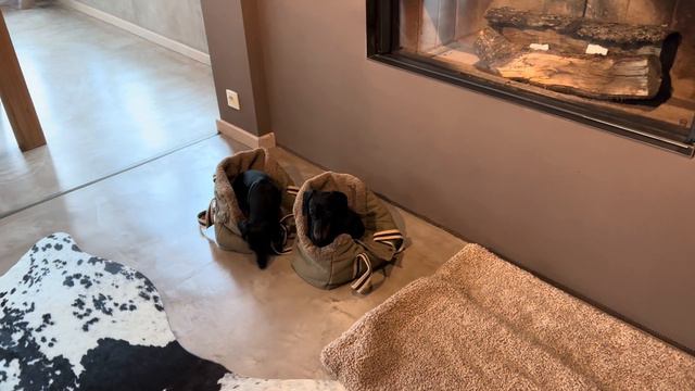 On holiday to the Belgian Ardennes with 2 Mini Dachshunds. смотреть онлайн