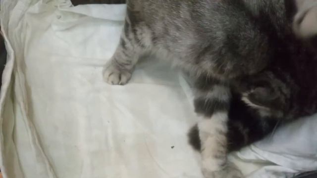 Краснодарский край. Выселки и снова радость. Шотландская кошка родила смотреть онлайн