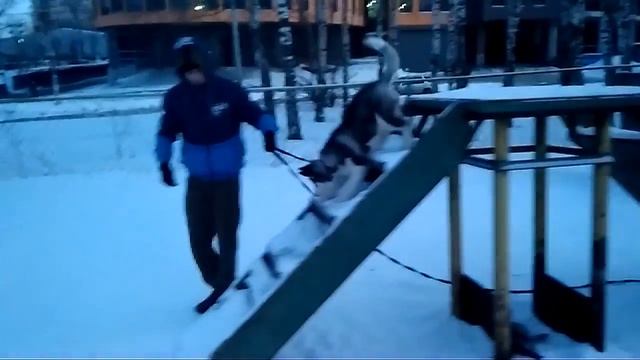 Дрессировка собак ХАСКИ ДЖЕККИ МАЛЬЧИК 3 МЕС .Дрессировщик Артем смотреть онлайн