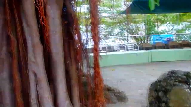 КРУИЗ Тур по острову St.Thomas Caribbean sea Голубые пляжи 18.03.2014 смотреть онлайн