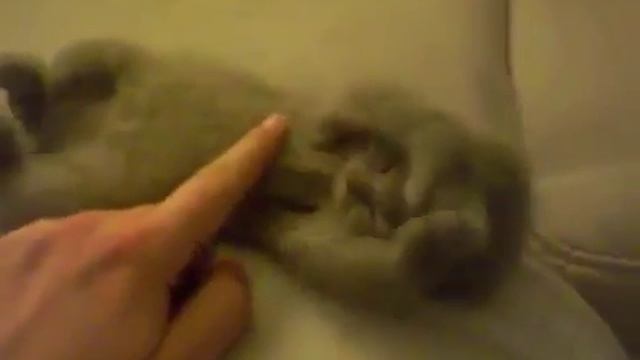 Спящий котенок смотреть онлайн