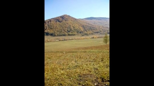 Карабин ЛОСЬ 145 отстрел на 500 метров