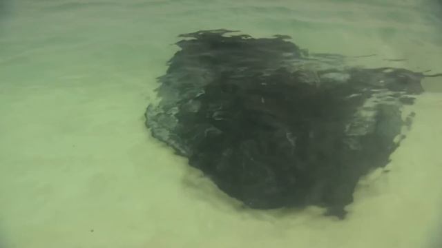 Australia's Unique & Inspiring Wildlife | Australian Costal Safari | Real Wild смотреть онлайн