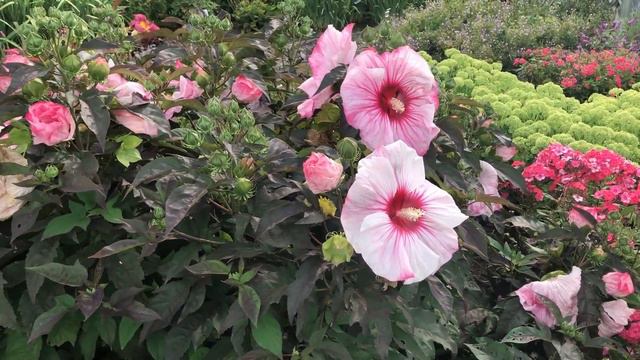 Summerific Cherry Choco Latte Hibiscus | gardencrossings.com смотреть онлайн