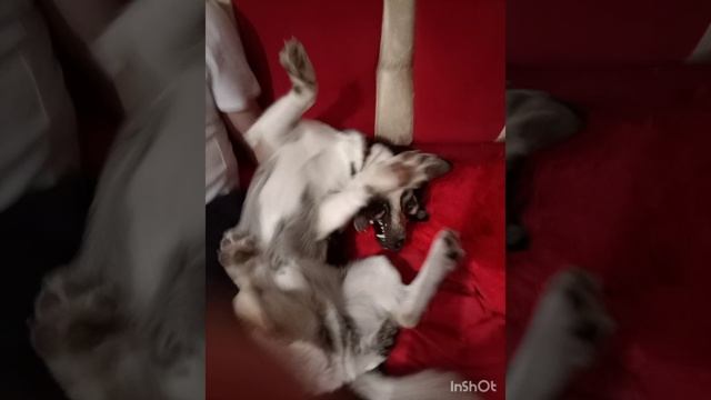 это видео сделано чтобы я насмешил вас смотреть онлайн