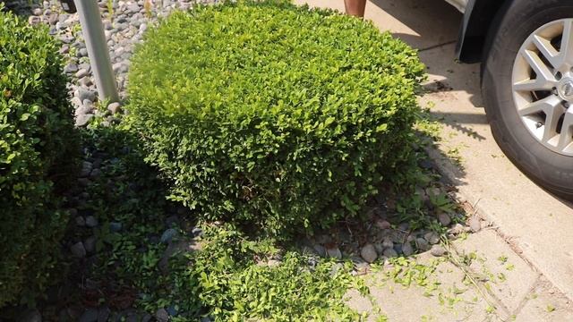 Ryobi 18 Volt Cordless Hedge Trimmer Review. With Hedge Sweep! (P2660)