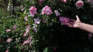 Парковые розы. Розы Шрабы. Сорта роз.