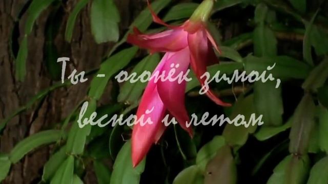 8 марта поздравление.mp4 смотреть онлайн