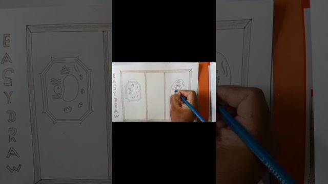 How to draw animal cell and plant cell -step by step easy #cell смотреть онлайн