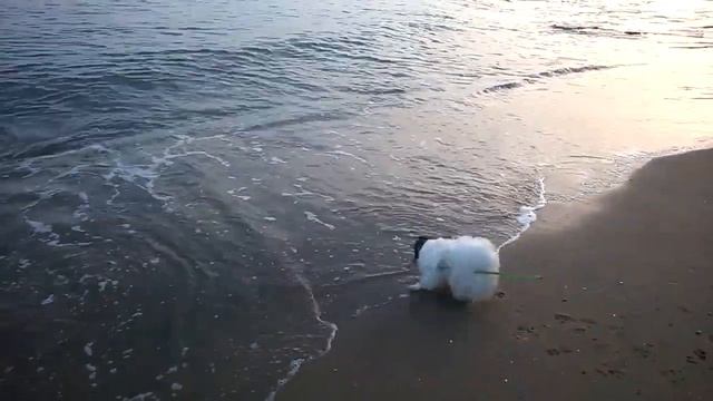 Papillon-Папильон Barny первый раз на море! смотреть онлайн