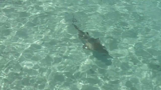 Maldives LUX South Ari Atoll смотреть онлайн