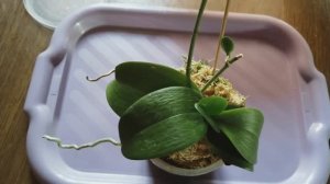 Орхидея потеряла тургор. Приступаю к реанимации