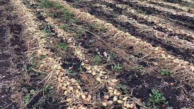 Уборка лука шалота смотреть онлайн