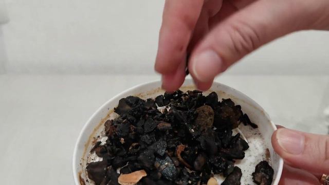 Пересадка Paph. Bellatulum sukhakull смотреть онлайн