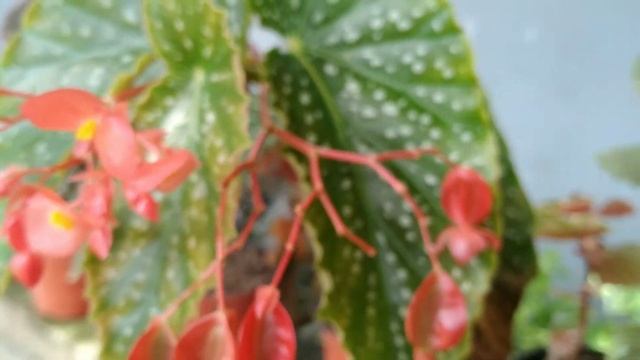 FLOWERING ANGEL WINGS BEGONIA POLKADOT (Updated) смотреть онлайн