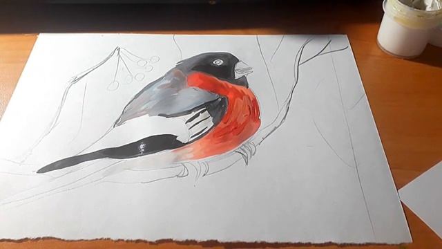 Как рисовать гуашью.Bullfinch.Bird. Снегирь. Для новичка. смотреть онлайн