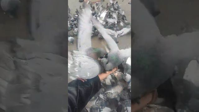 Кафтар 5 сомони смотреть онлайн