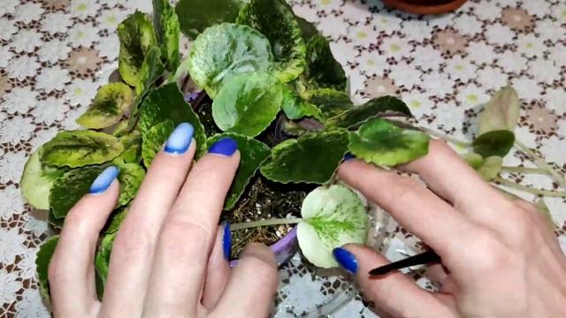 Ампельные фиалки. Один из способов формирования кустика. смотреть онлайн