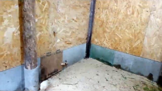 утятам 15 дней, как их кормить и содержать --мой опыт смотреть онлайн