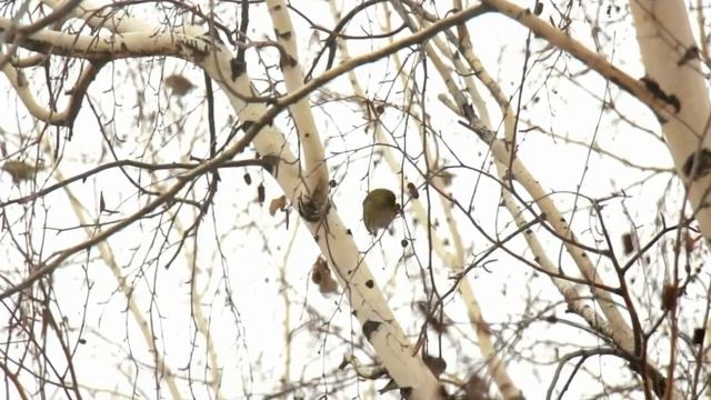 #УхожуЯВМирПриродыВесна - МБОУ «Средняя школа №21» г.Ульяновск смотреть онлайн