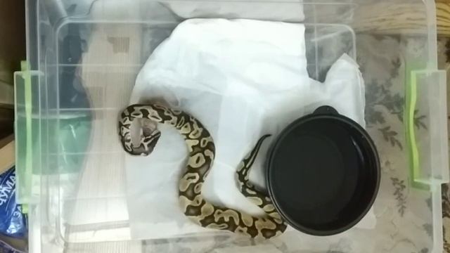 Домашние животные, кормление королевского питона в ускоренной съёмке смотреть онлайн