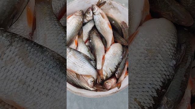 Нормальный улов . Капчагай. Голубой залив .зимняя рыбалка . #лед #алматы смотреть онлайн