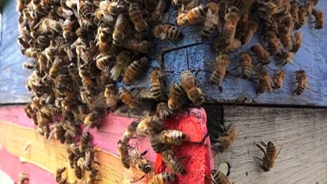 Honey Bees preparing to SWARM swarm interrupted, swarm cells, drones смотреть онлайн