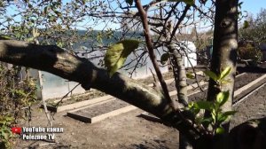 ОБРЕЗКА ПЛОДОВЫХ ДЕРЕВЬЕВ ОСЕНЬЮ ДЛЯ ЗАКЛАДКИ БОЛЬШОГО УРОЖАЯ КОГДА НАЧИНАТЬ И КАК ПРАВИЛЬНО