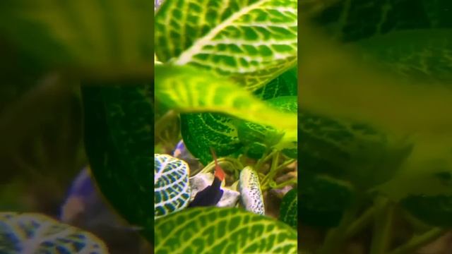 Забавная аквариумная #рыбка лабео смотреть онлайн