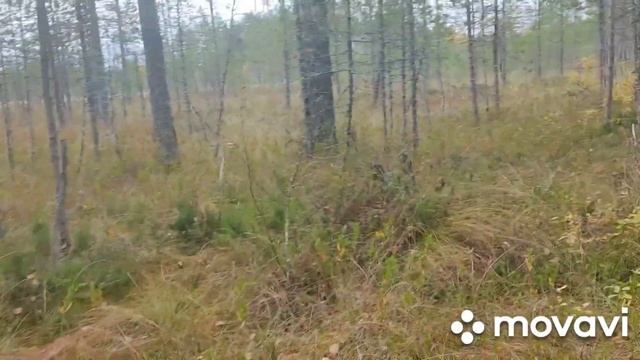 75день сбора ягод. Клюква. смотреть онлайн