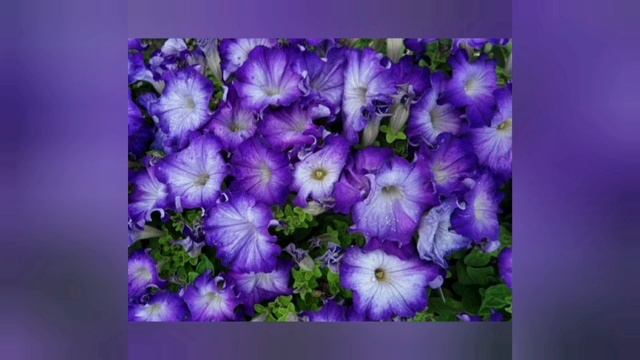 ГИБРИДНАЯ ПЕТУНИЯ СЕРИИ ДЖОКОНДА. ПРОРЫВ В СЕЛЕКЦИИ. САМАЯ РАННЯЯ И ОБИЛЬНОЦВЕТУЩАЯ. смотреть онлайн