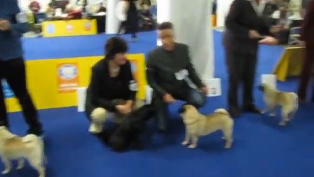 World Dog Show, Bratislava 2009, Pug Dog Junior, befor ring смотреть онлайн