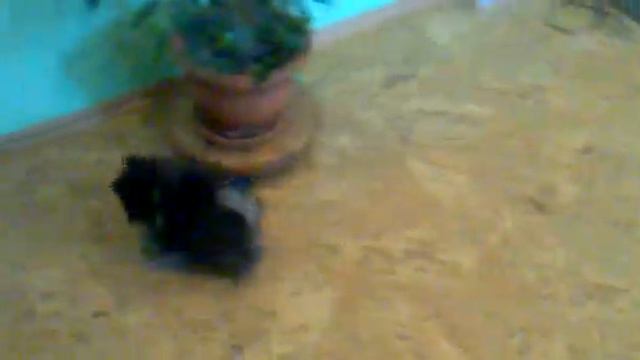 веселый и пушистый Друг смотреть онлайн